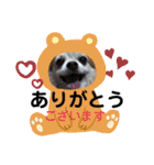 チワワのtoto（個別スタンプ：10）