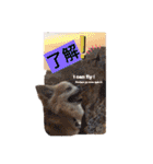 チワワのtoto（個別スタンプ：14）