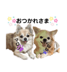 チワワのtoto（個別スタンプ：16）