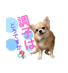 チワワのtoto（個別スタンプ：17）