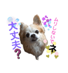 チワワのtoto（個別スタンプ：20）