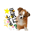 チワワのtoto（個別スタンプ：21）