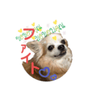 チワワのtoto（個別スタンプ：22）