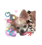 チワワのtoto（個別スタンプ：23）