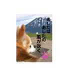 チワワのtoto（個別スタンプ：24）