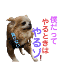 チワワのtoto（個別スタンプ：25）