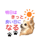 チワワのtoto（個別スタンプ：26）