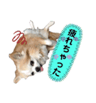 チワワのtoto（個別スタンプ：27）