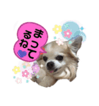 チワワのtoto（個別スタンプ：32）