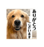 サンキューメイプル！ゴールデンレトリバー（個別スタンプ：1）