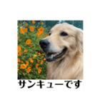 サンキューメイプル！ゴールデンレトリバー（個別スタンプ：2）