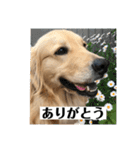 サンキューメイプル！ゴールデンレトリバー（個別スタンプ：3）
