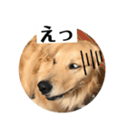サンキューメイプル！ゴールデンレトリバー（個別スタンプ：4）