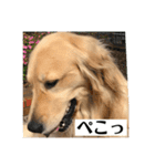 サンキューメイプル！ゴールデンレトリバー（個別スタンプ：8）
