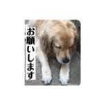 サンキューメイプル！ゴールデンレトリバー（個別スタンプ：10）