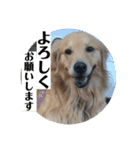 サンキューメイプル！ゴールデンレトリバー（個別スタンプ：11）
