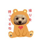 マルチーズルイの日常（個別スタンプ：1）