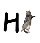 私はポルシェ猫です（個別スタンプ：1）