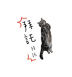 私はポルシェ猫です（個別スタンプ：2）