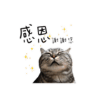 私はポルシェ猫です（個別スタンプ：3）