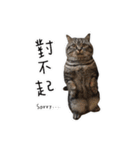 私はポルシェ猫です（個別スタンプ：4）