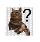 私はポルシェ猫です（個別スタンプ：5）