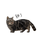 私はポルシェ猫です（個別スタンプ：6）