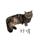 私はポルシェ猫です（個別スタンプ：7）