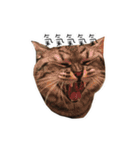私はポルシェ猫です（個別スタンプ：10）