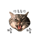 私はポルシェ猫です（個別スタンプ：11）