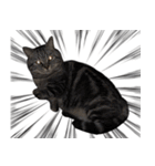私はポルシェ猫です（個別スタンプ：12）
