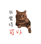 私はポルシェ猫です（個別スタンプ：13）