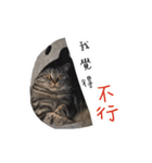 私はポルシェ猫です（個別スタンプ：14）