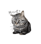 私はポルシェ猫です（個別スタンプ：15）