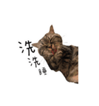 私はポルシェ猫です（個別スタンプ：17）