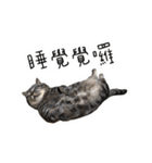 私はポルシェ猫です（個別スタンプ：18）