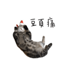 私はポルシェ猫です（個別スタンプ：19）
