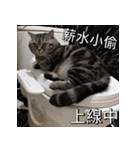 私はポルシェ猫です（個別スタンプ：21）