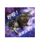 私はポルシェ猫です（個別スタンプ：22）