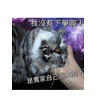 私はポルシェ猫です（個別スタンプ：23）