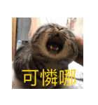私はポルシェ猫です（個別スタンプ：24）