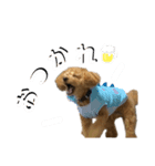 トイプードルのもぐ3（個別スタンプ：1）