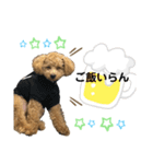 トイプードルのもぐ3（個別スタンプ：5）