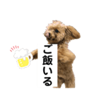 トイプードルのもぐ3（個別スタンプ：6）