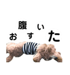 トイプードルのもぐ3（個別スタンプ：7）