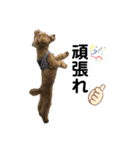 トイプードルのもぐ3（個別スタンプ：8）