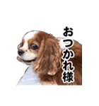 キャバリアゆめちゃん（個別スタンプ：3）