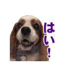 キャバリアゆめちゃん（個別スタンプ：5）