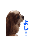 キャバリアゆめちゃん（個別スタンプ：6）