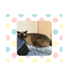 ニャンズ6（個別スタンプ：4）